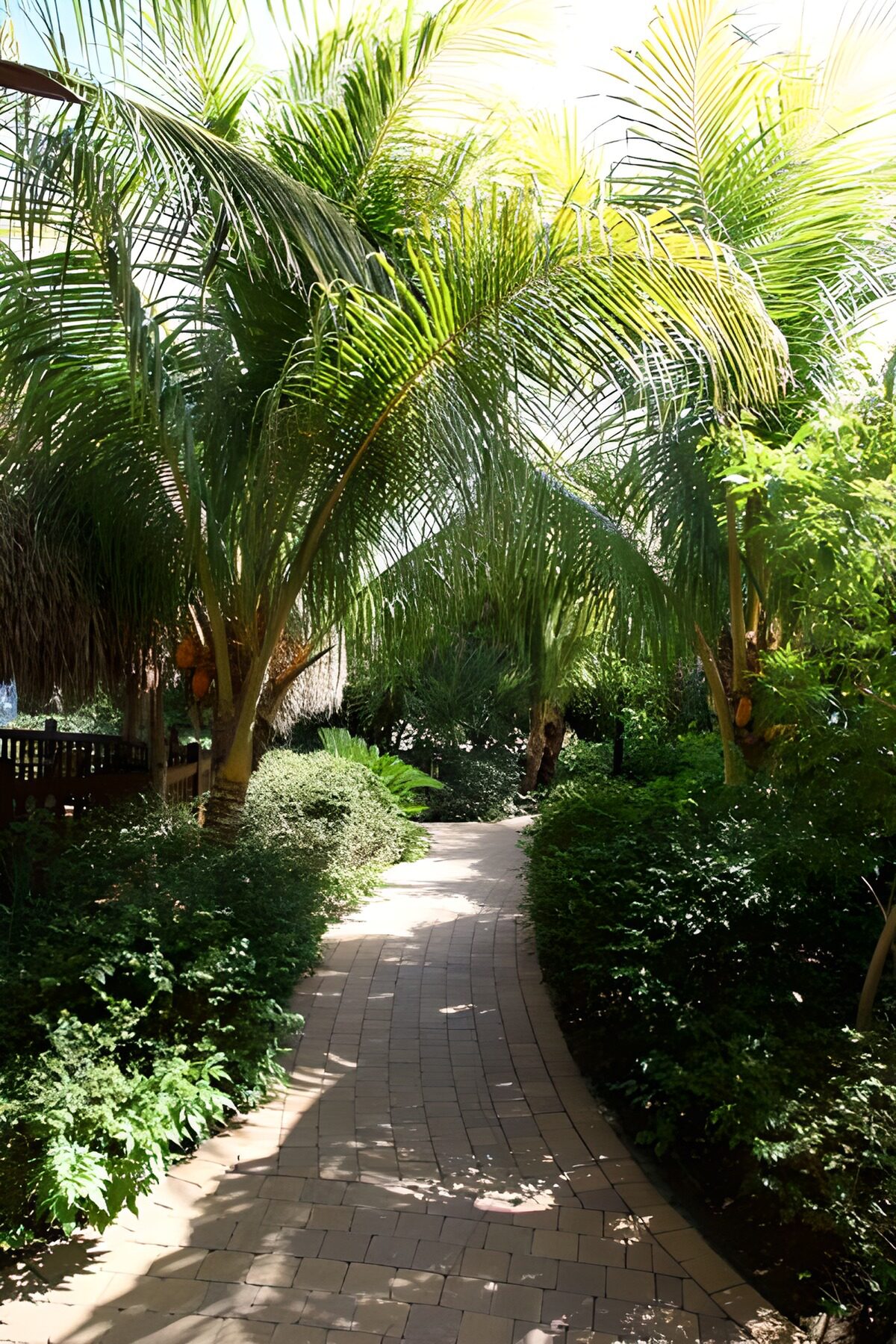 Where the palm shadows lead