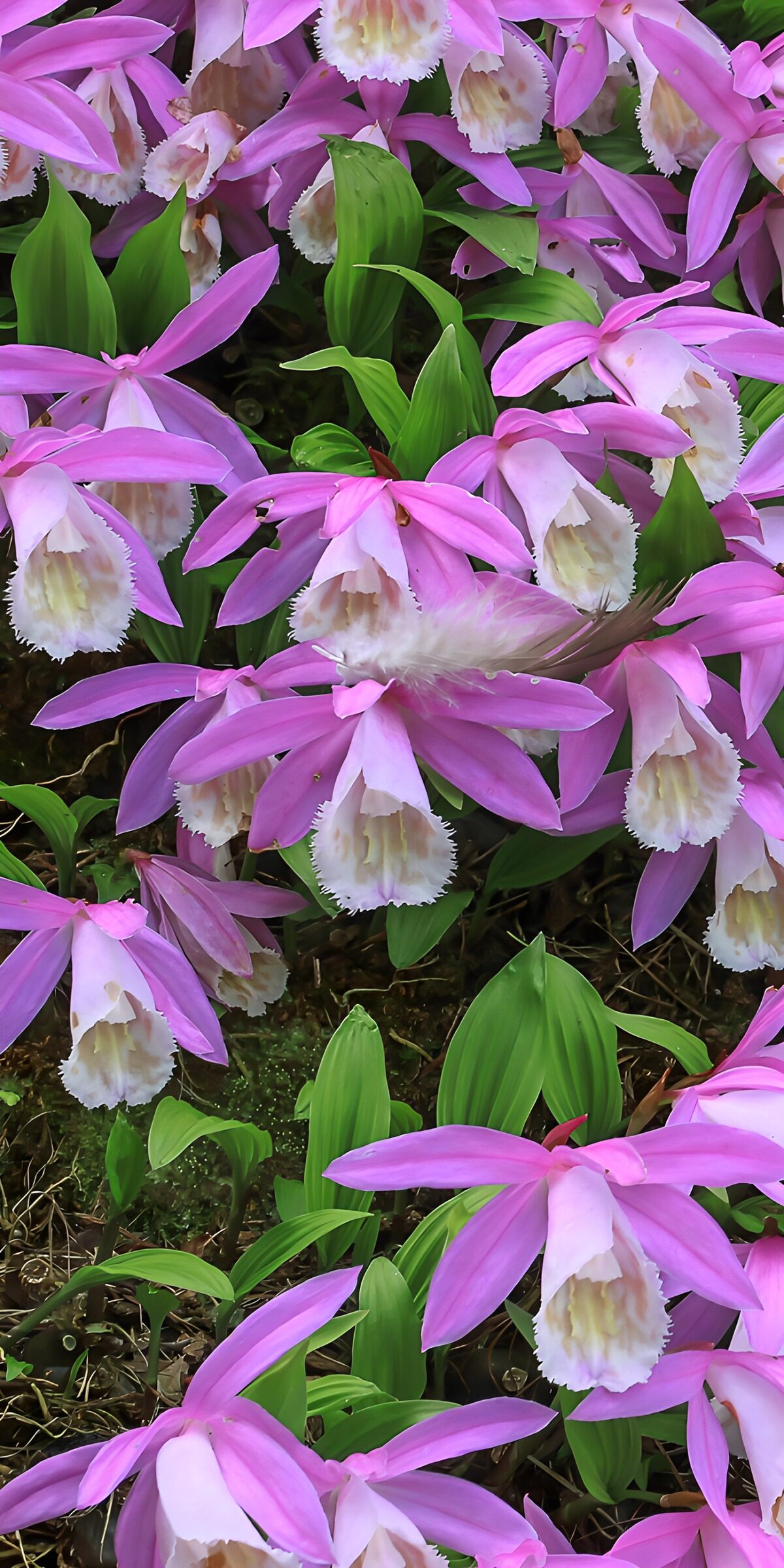 Pink orchids in soft natural light