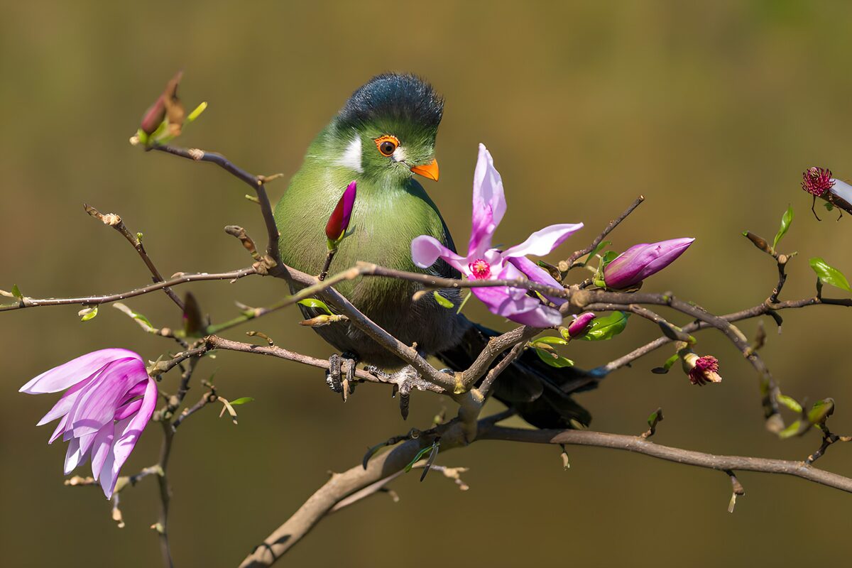Green bird in sunlit pink blossom