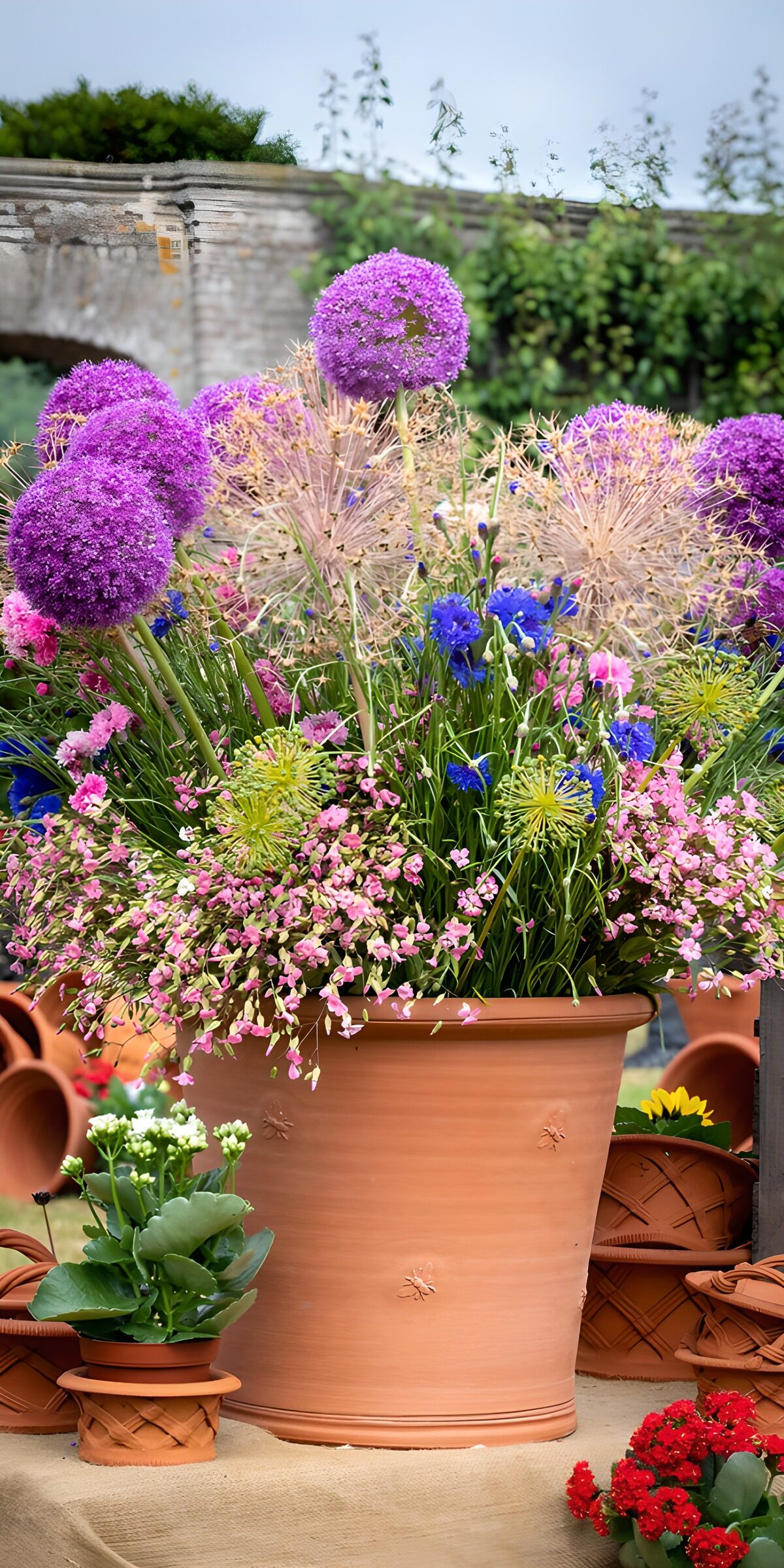 Sunlit alliums in a terracotta pot
