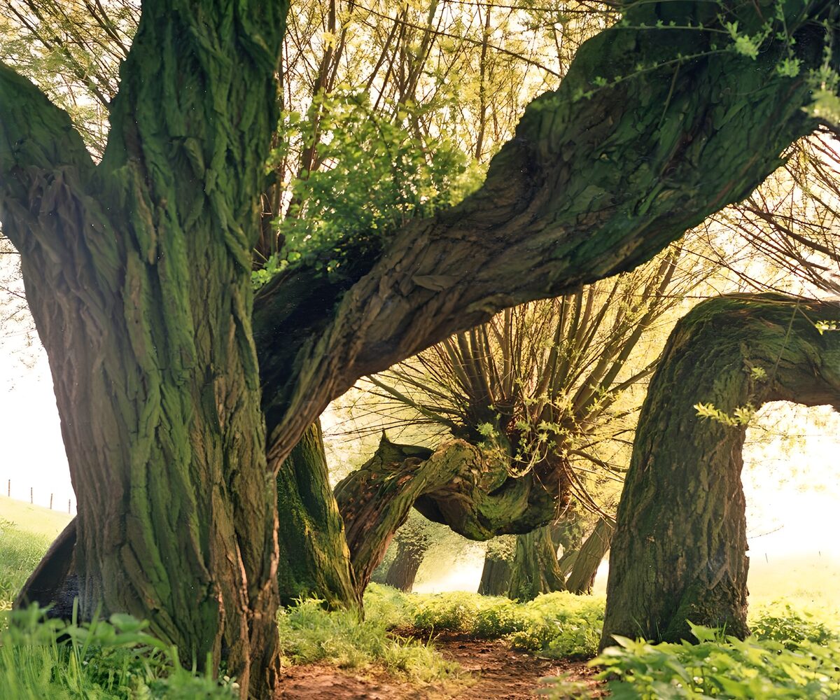 Gnarled trees in golden woodland light
