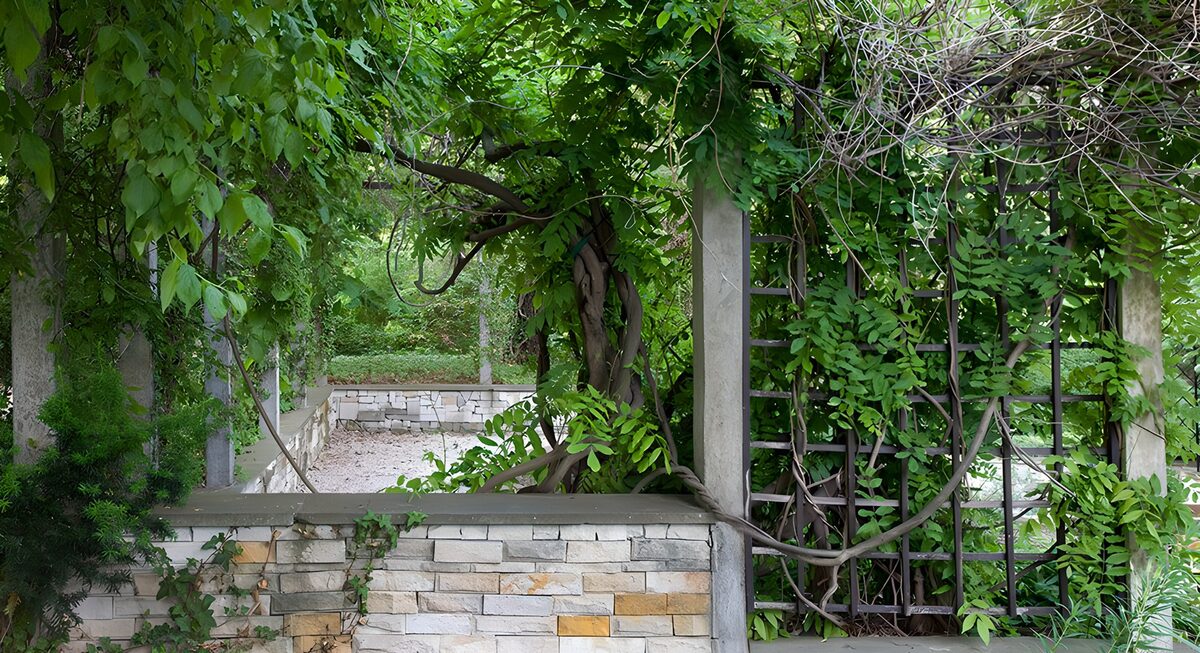 Leafy pergola behind a shaded stone wall