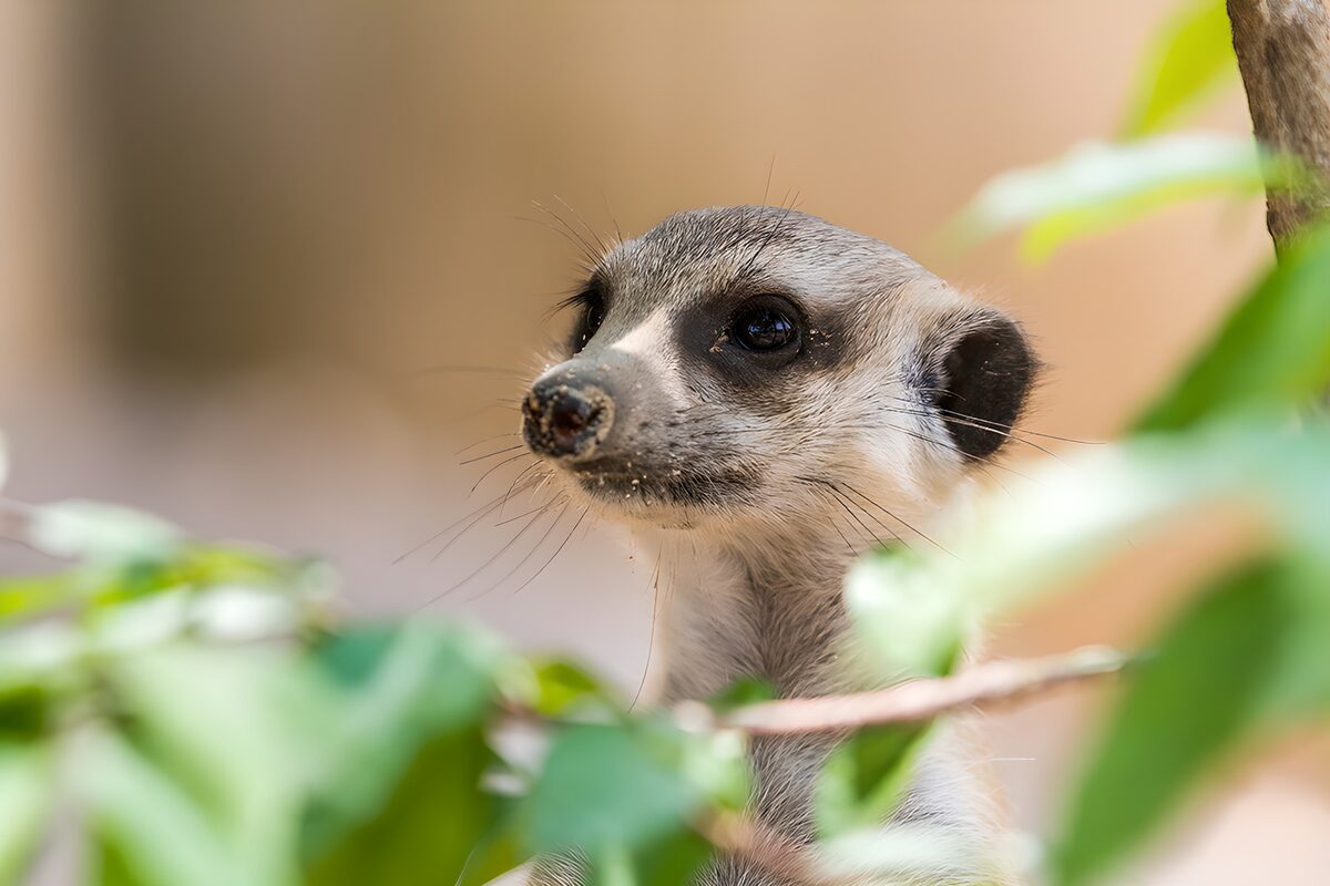 Watchful meerkat in close-up