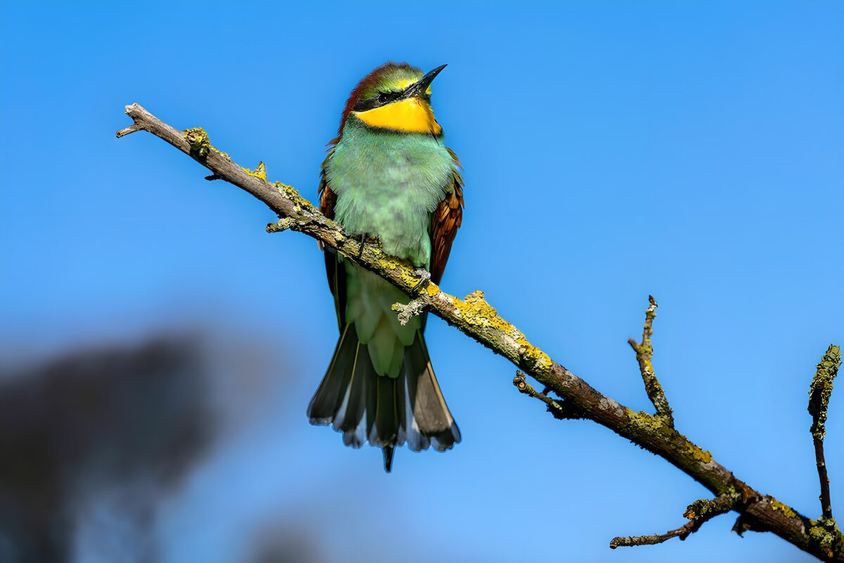 A bee-eater’s colours sing against the blue