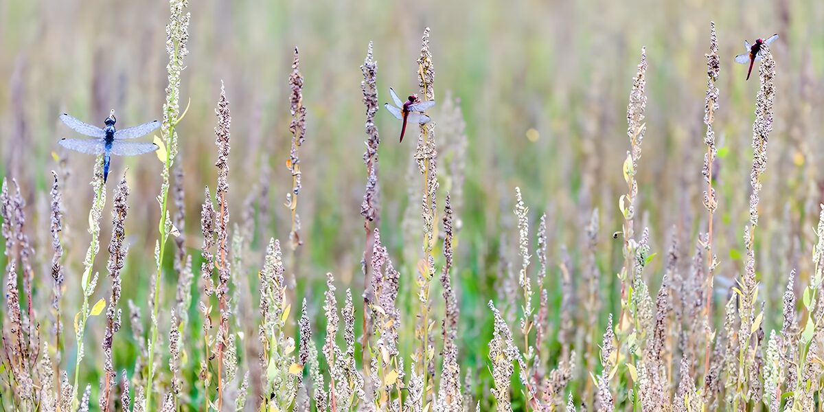 Three dragonflies resting on seed heads