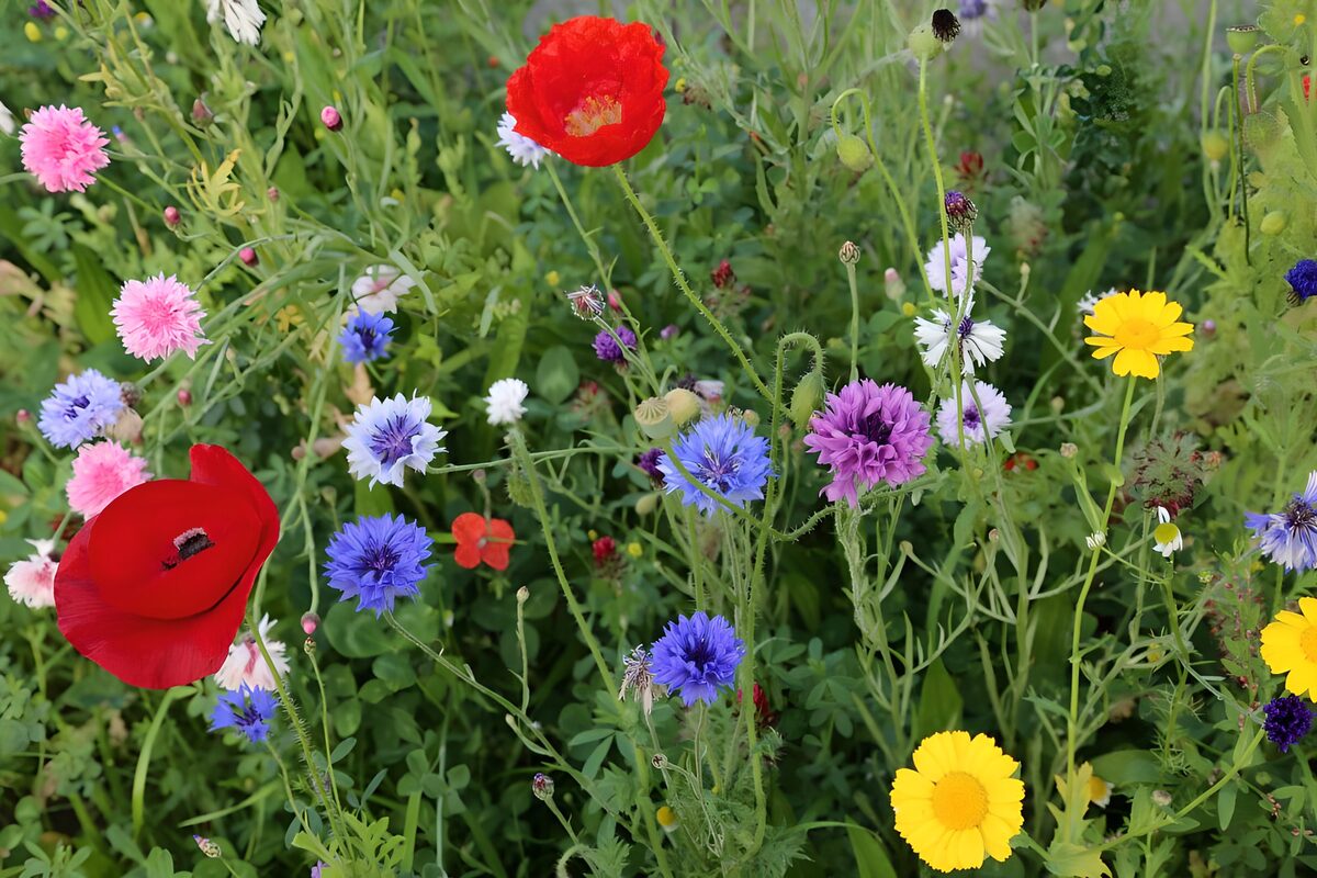 Red poppies and cornflowers in summer