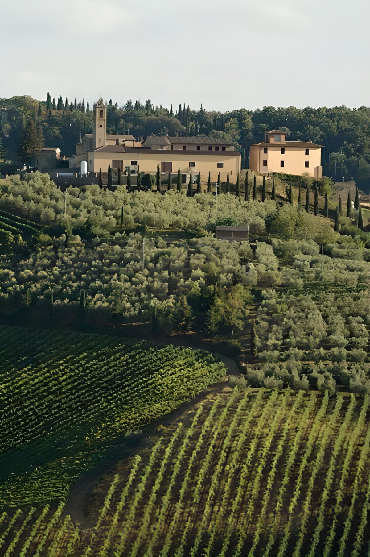 Sunlit estate above rows of vines