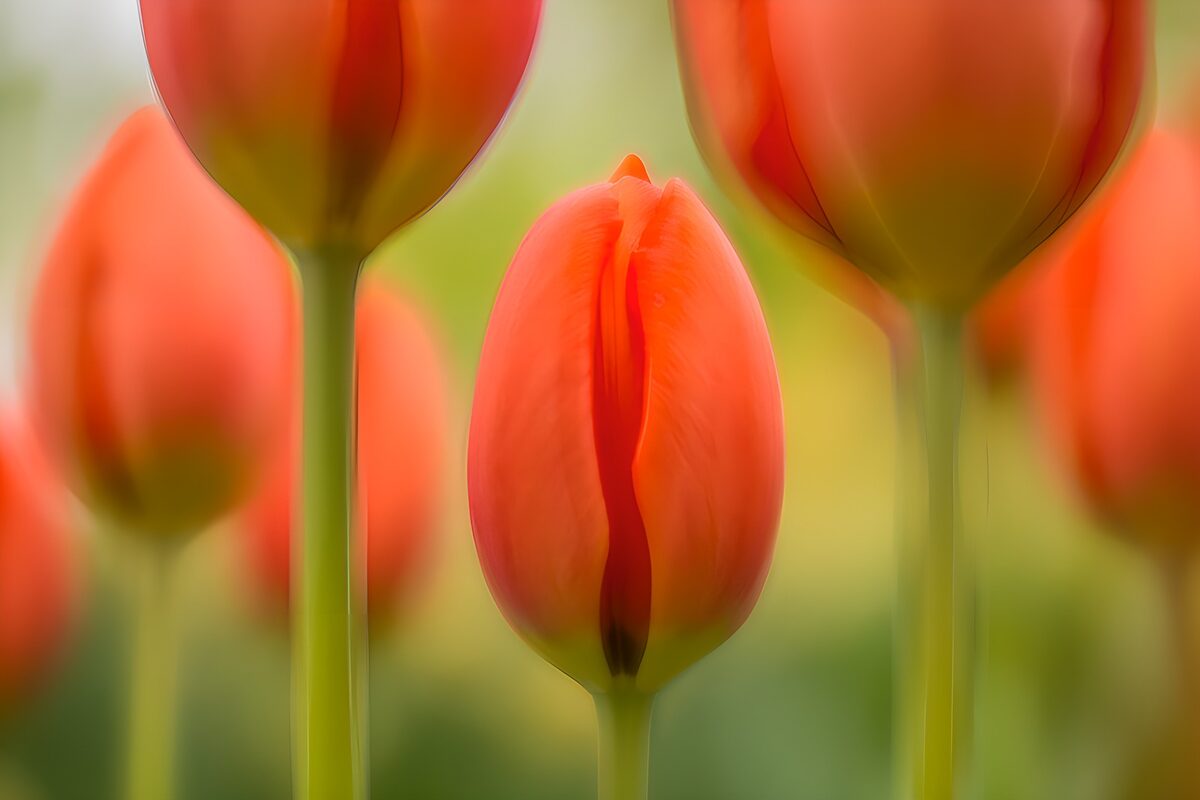 Orange-red tulips against soft green