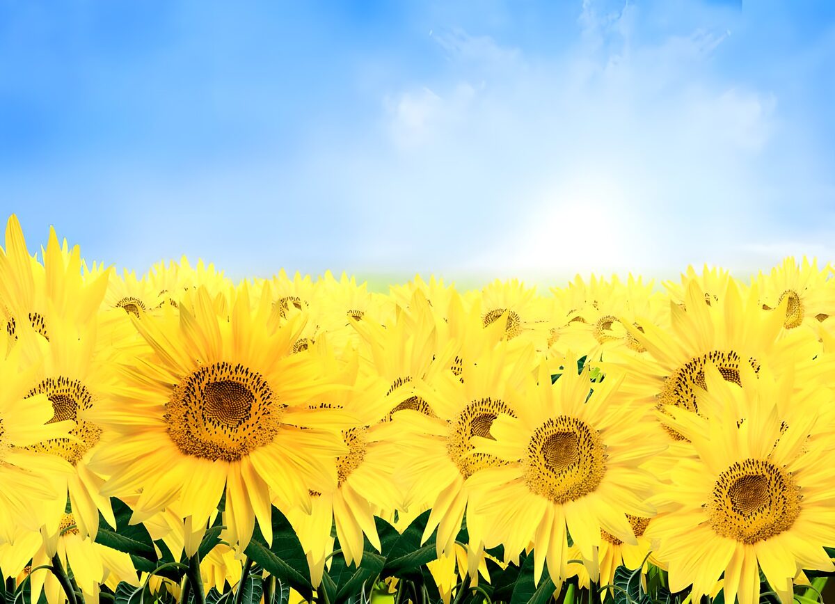 Sunflower field beneath a summer sky