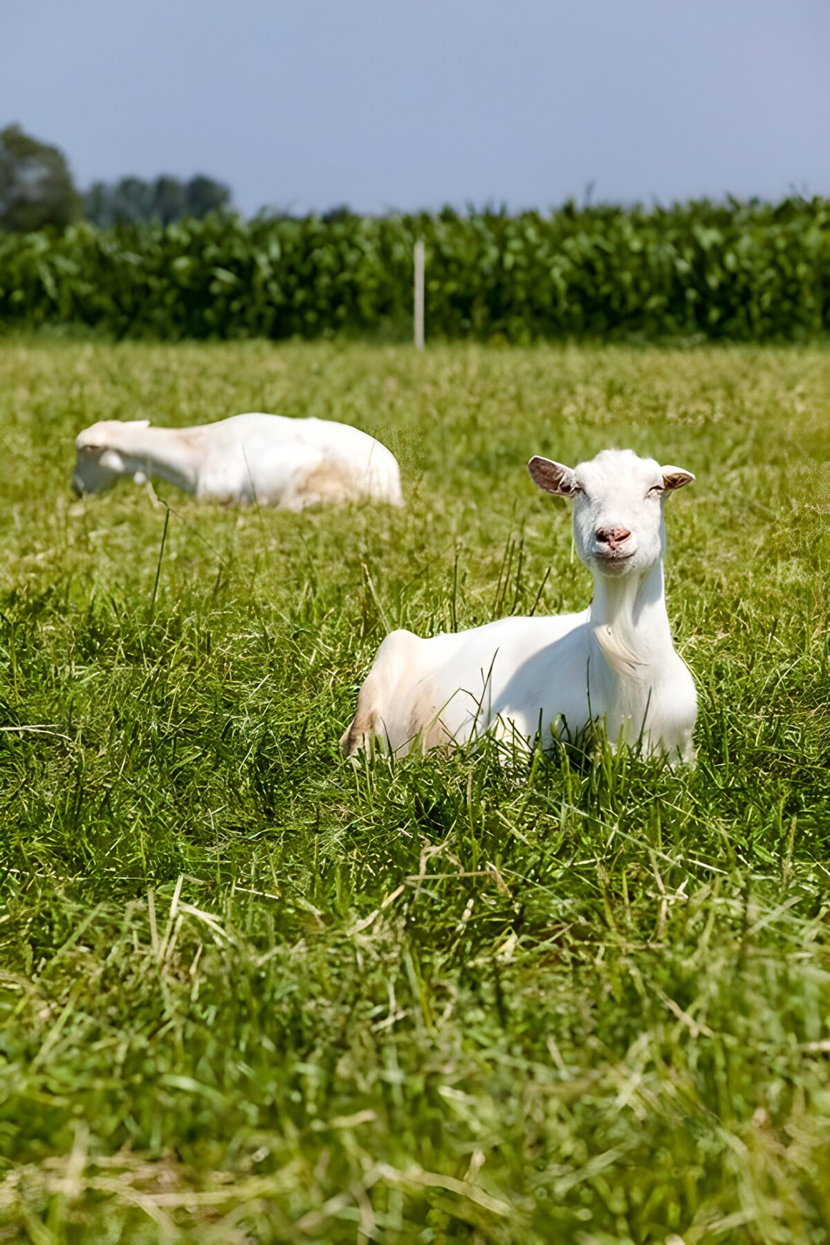 Two white goats resting in tall grass