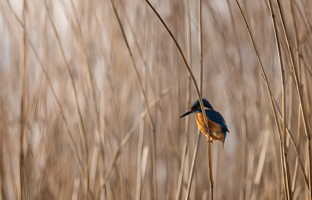 Kingfisher perched among dry reeds
