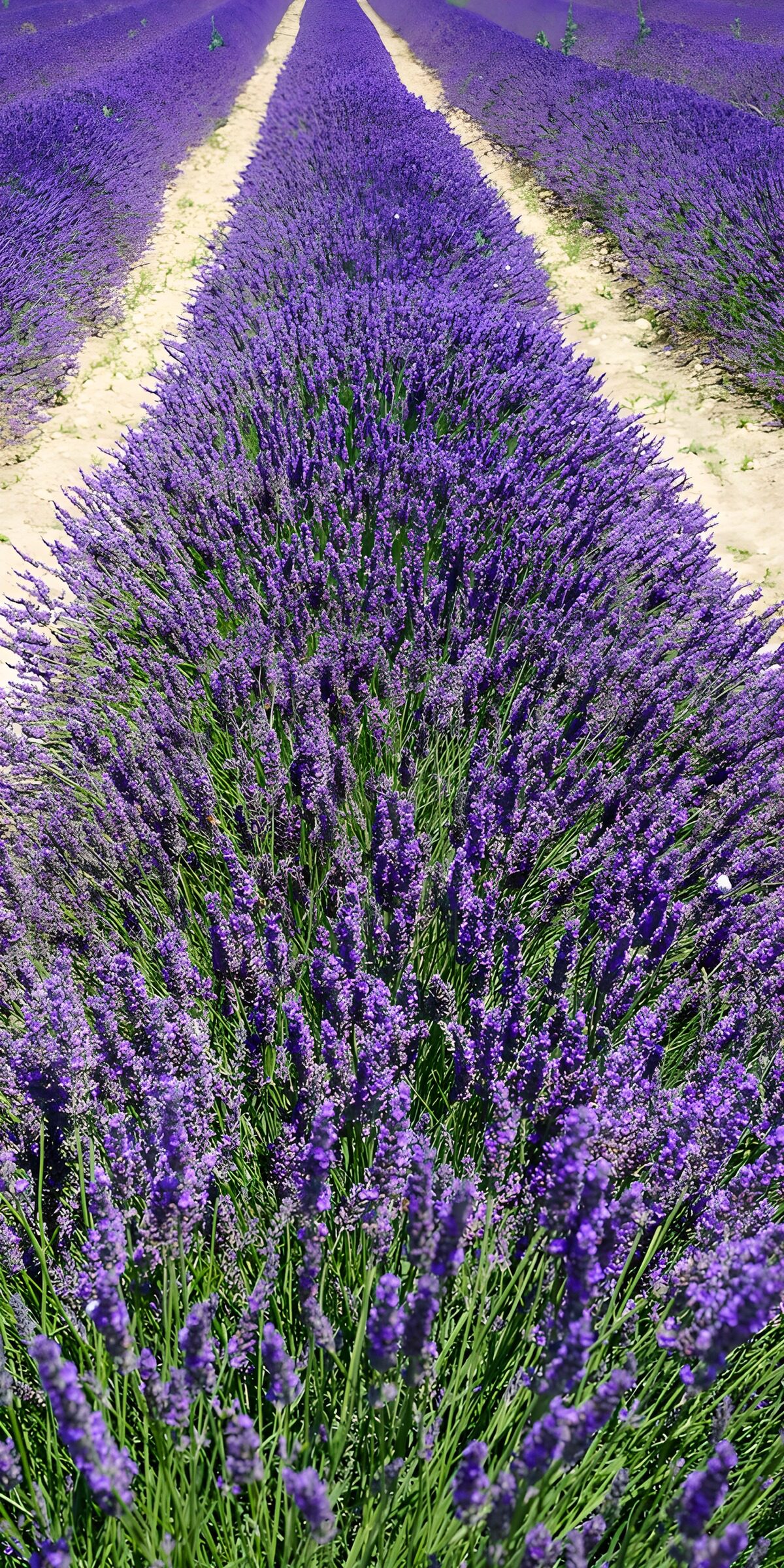 A purple tide of lavender