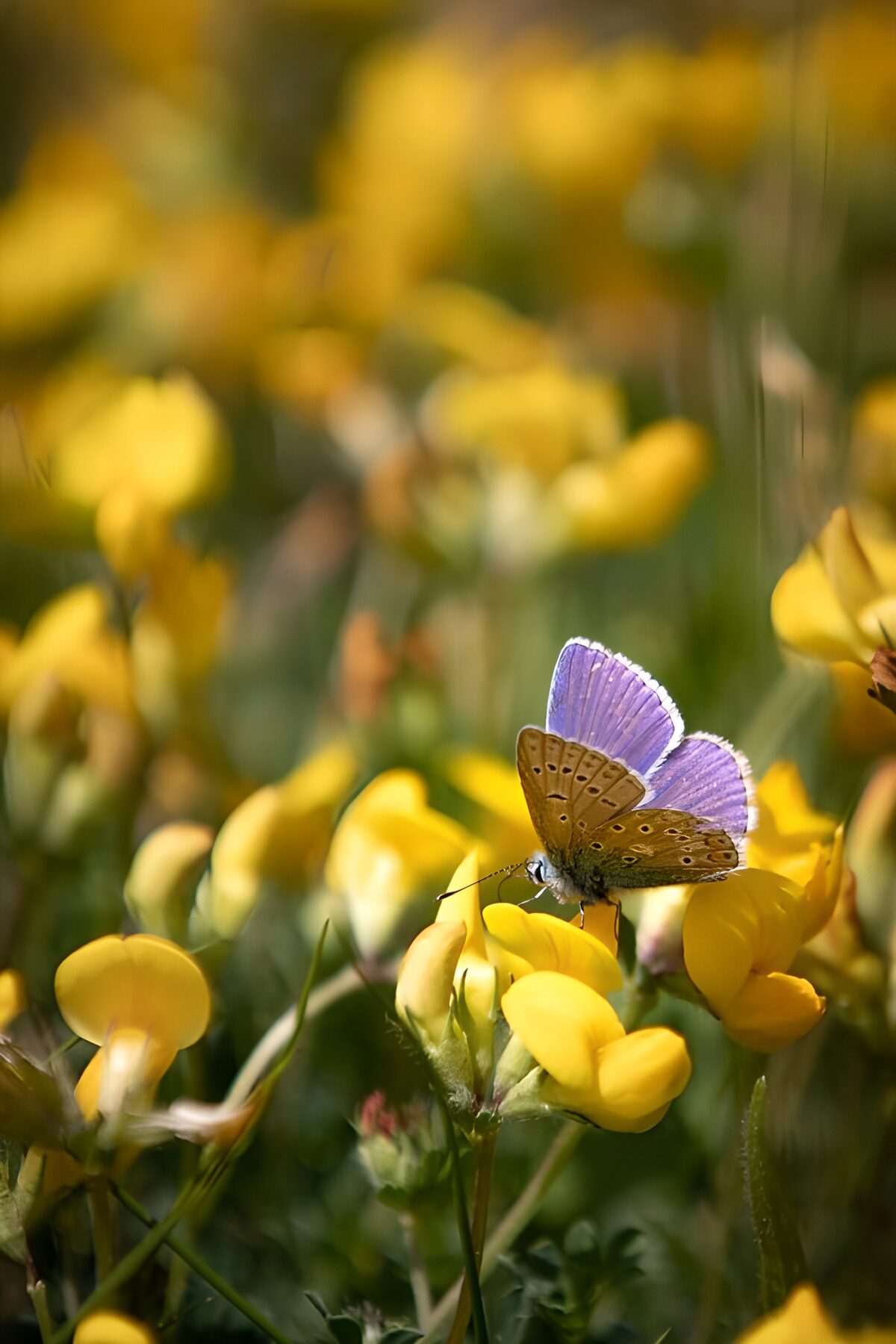 Blue butterfly on sunlit yellow flowers