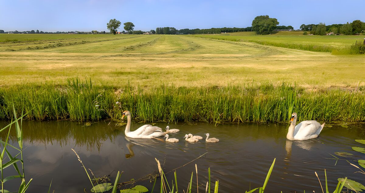 Swans and cygnets beside a sunlit meadow