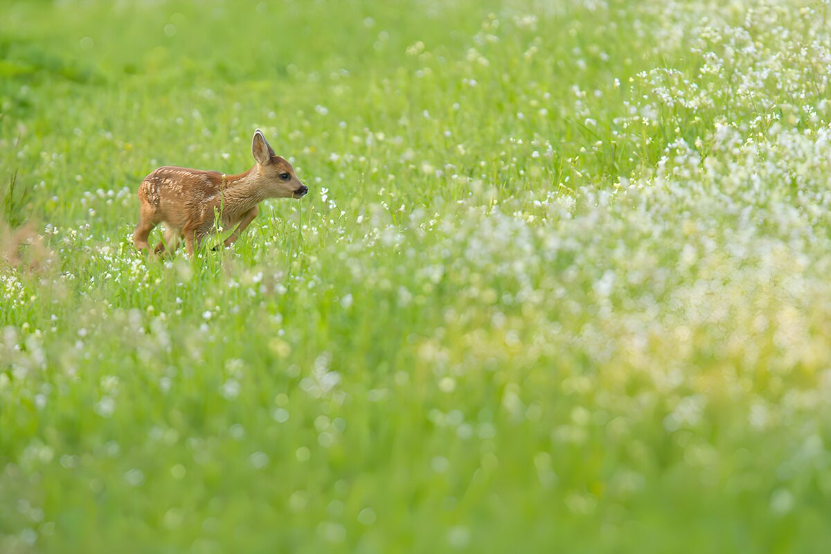 Roe deer fawn in a sunlit flower meadow