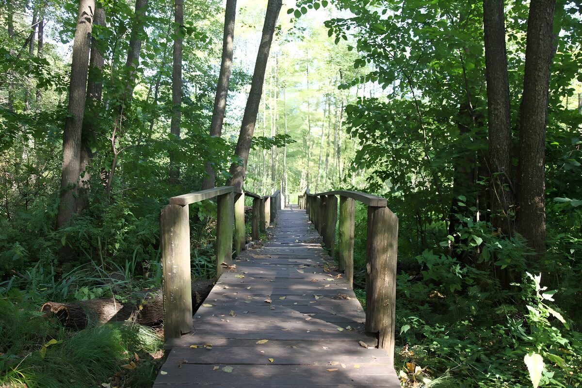 Wooden footbridge in dappled woodland
