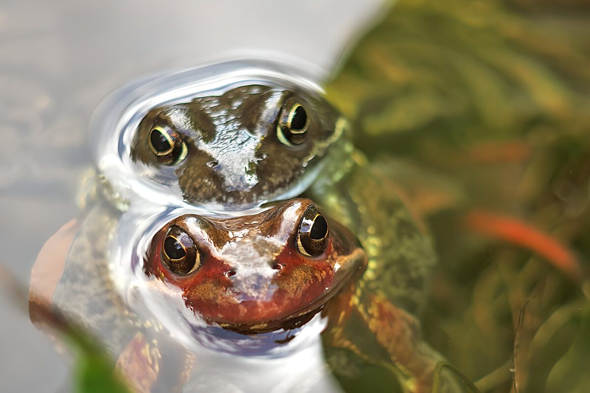 Two brown frogs in quiet water