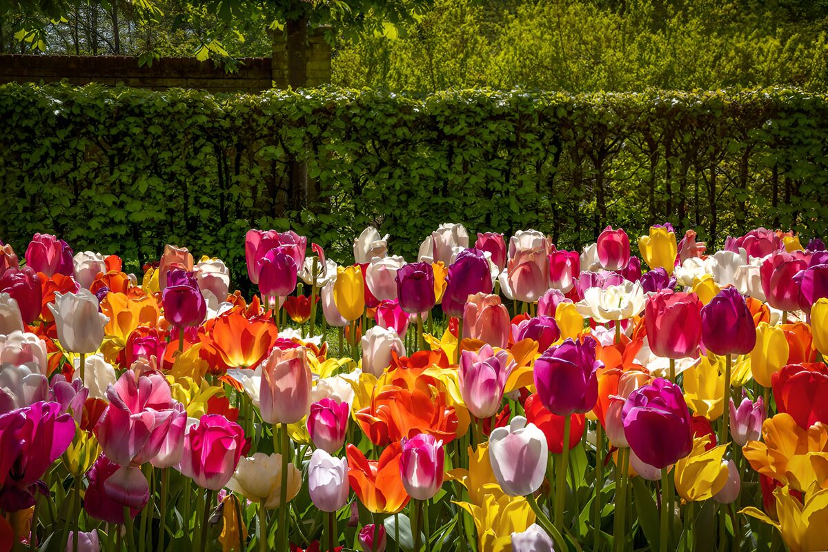 Multicoloured tulips in spring sunshine