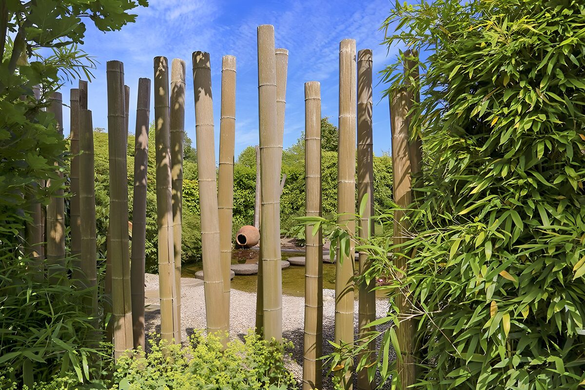 Sunlit bamboo beside a garden pool