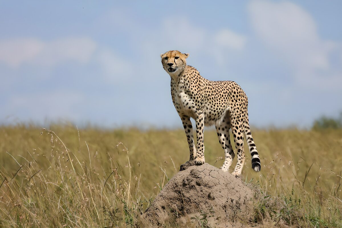 Cheetah standing tall on an earthen mound