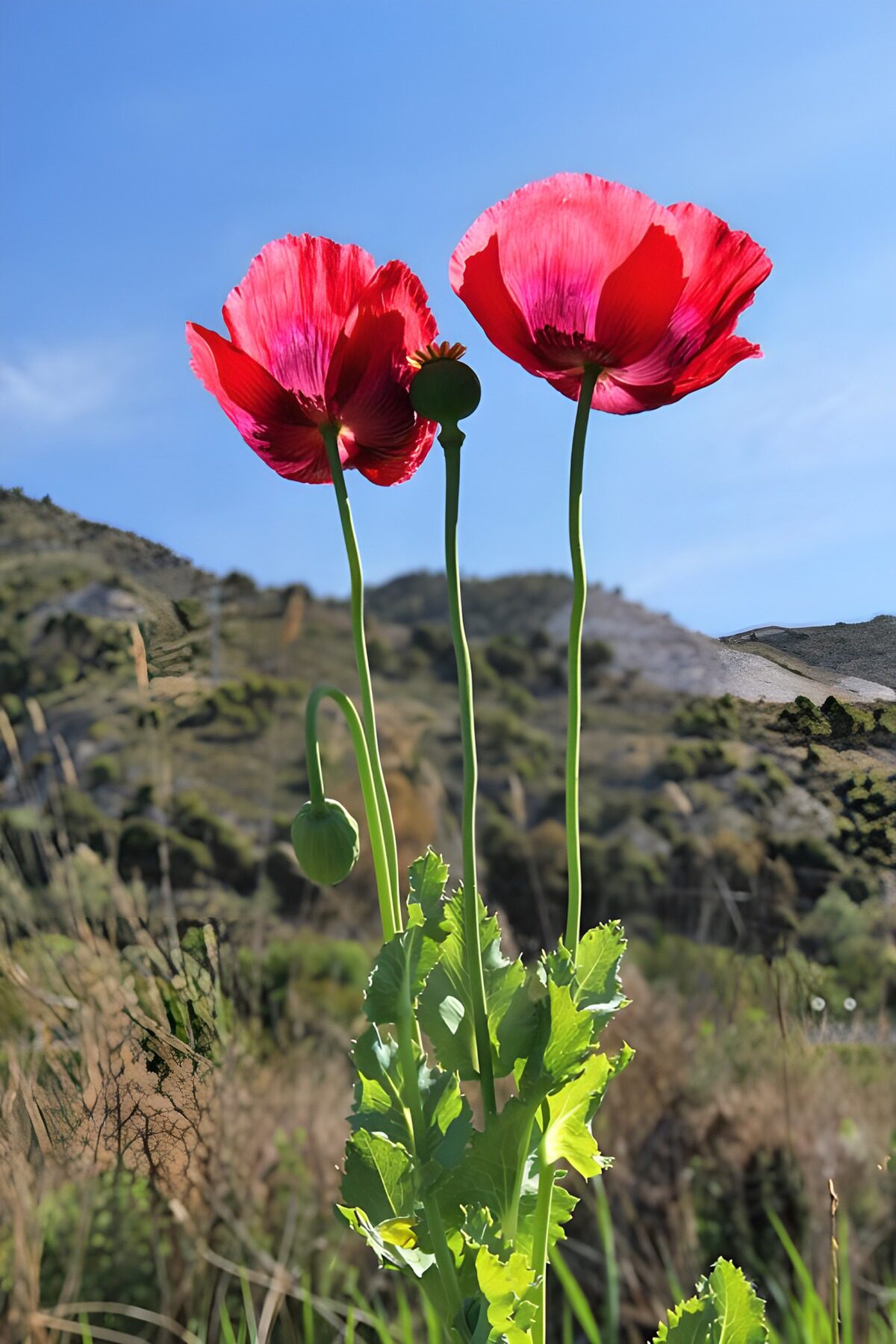 Two red poppies against a blue sky