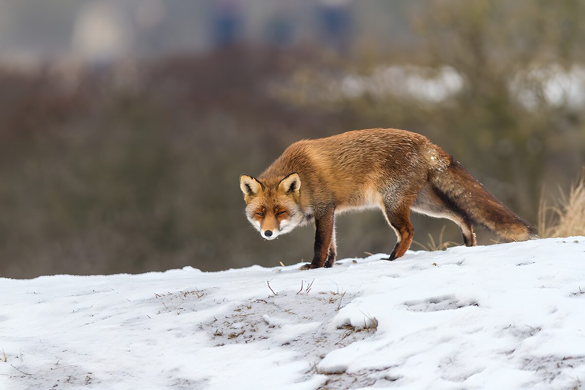 Red fox on a quiet snowy bank