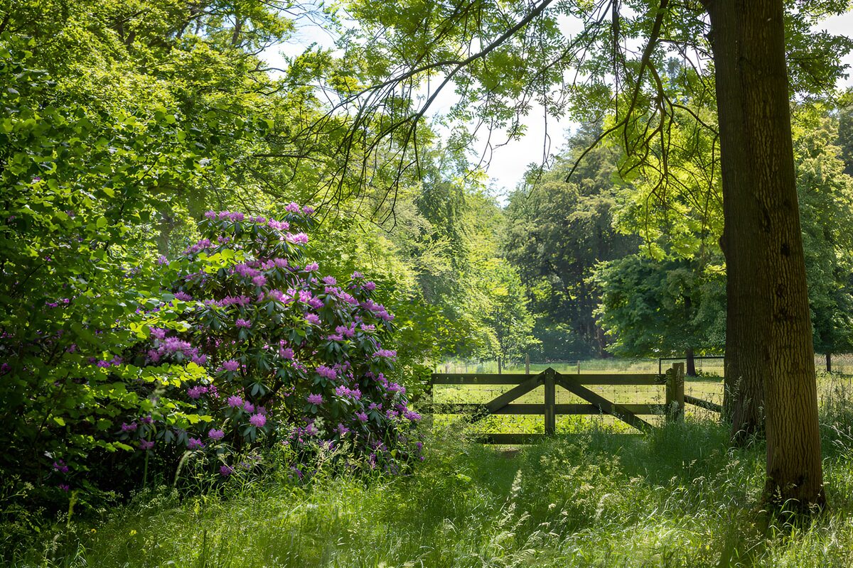 Rhododendron and a shaded woodland gate