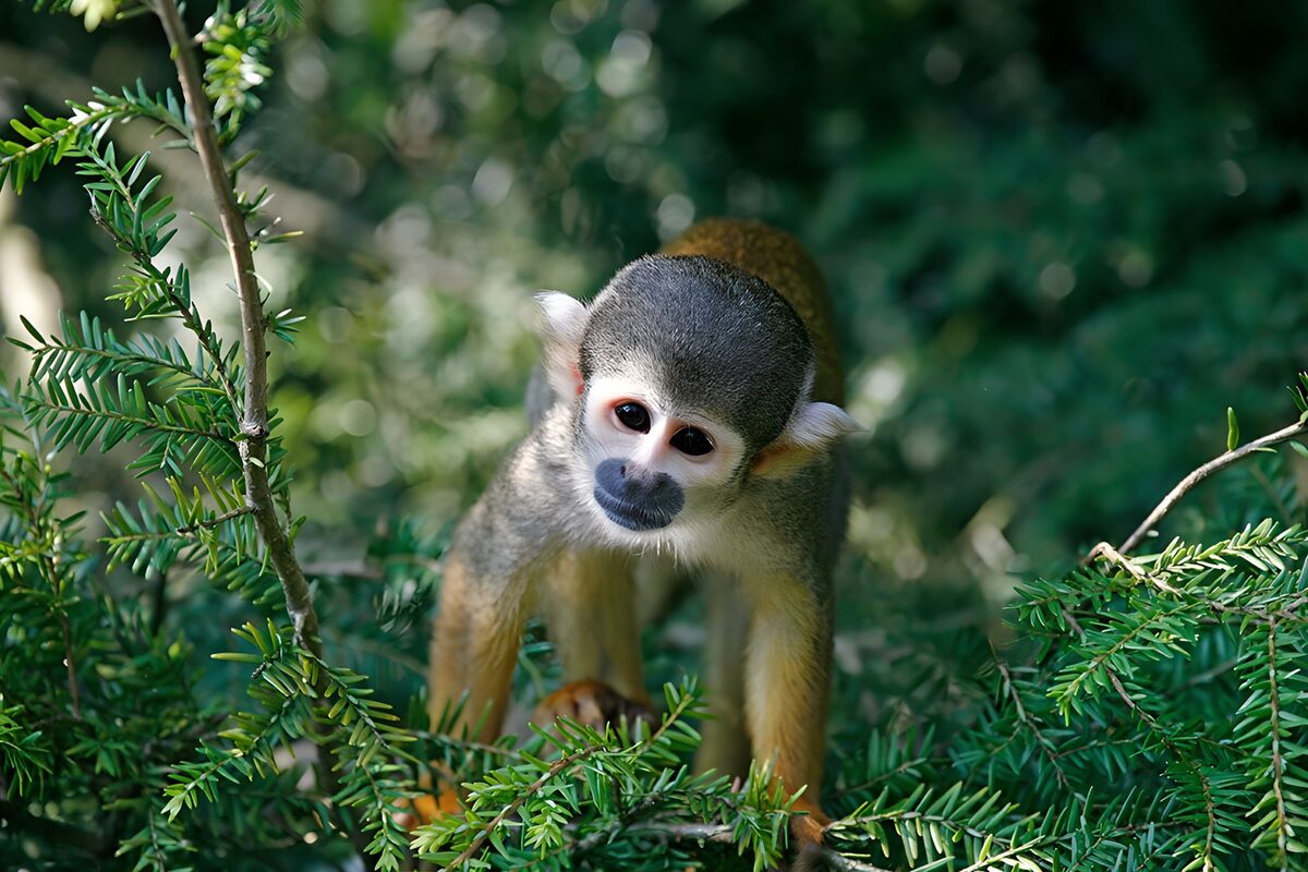 Squirrel monkey framed by green needles