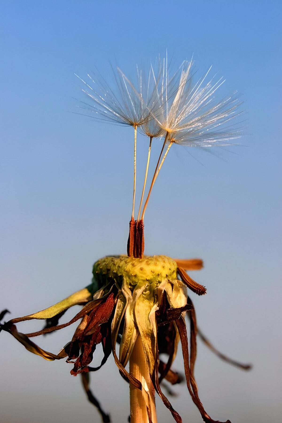 Nearly bare dandelion in the sunshine