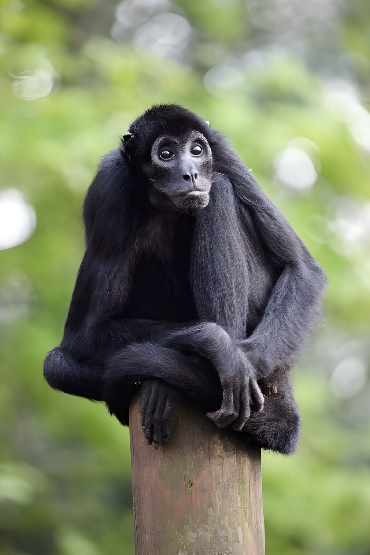 Black monkey on a weathered post