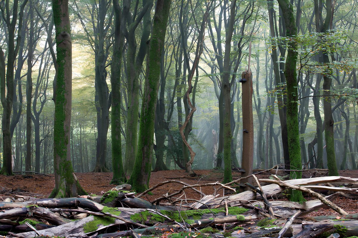 Mossy trunks and fallen timber in the mist