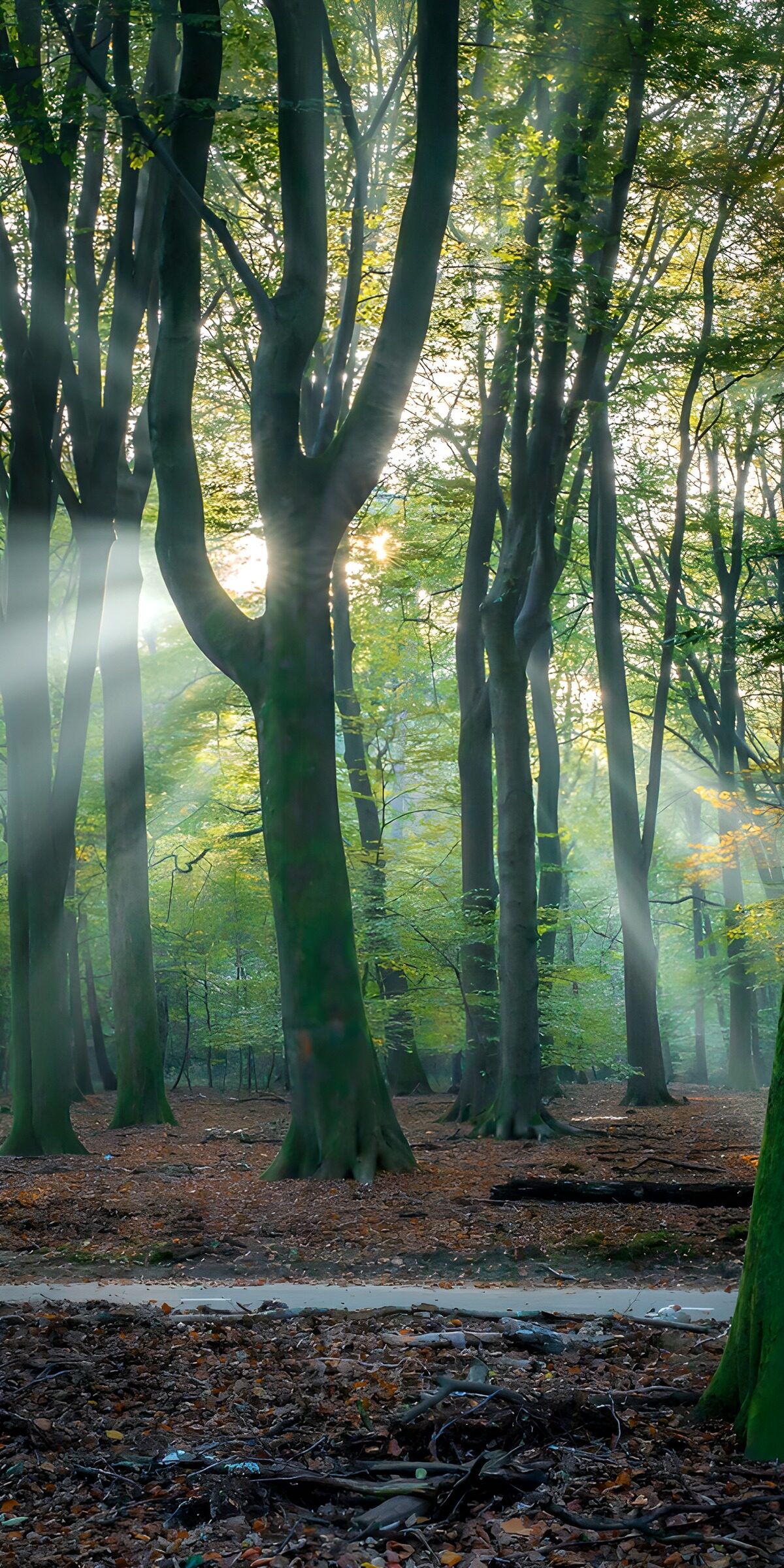 Sunbeams in a misty beech wood