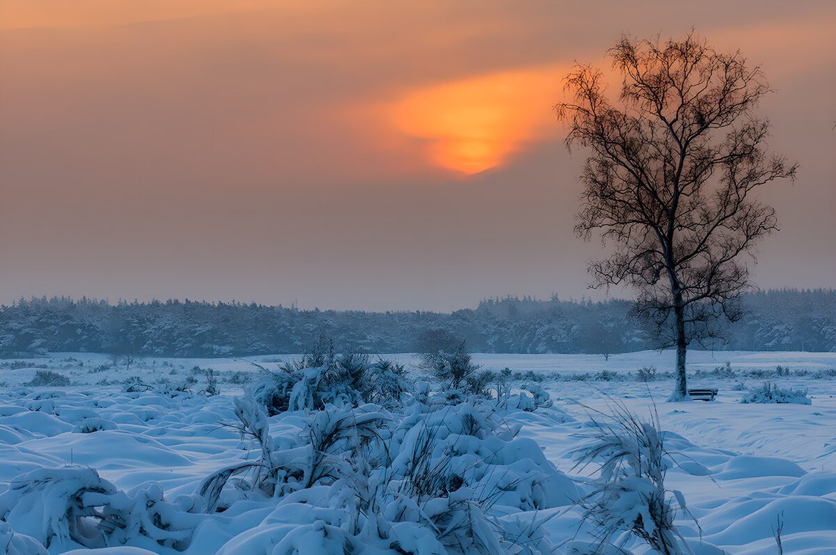 Bare tree and bench in the winter sun