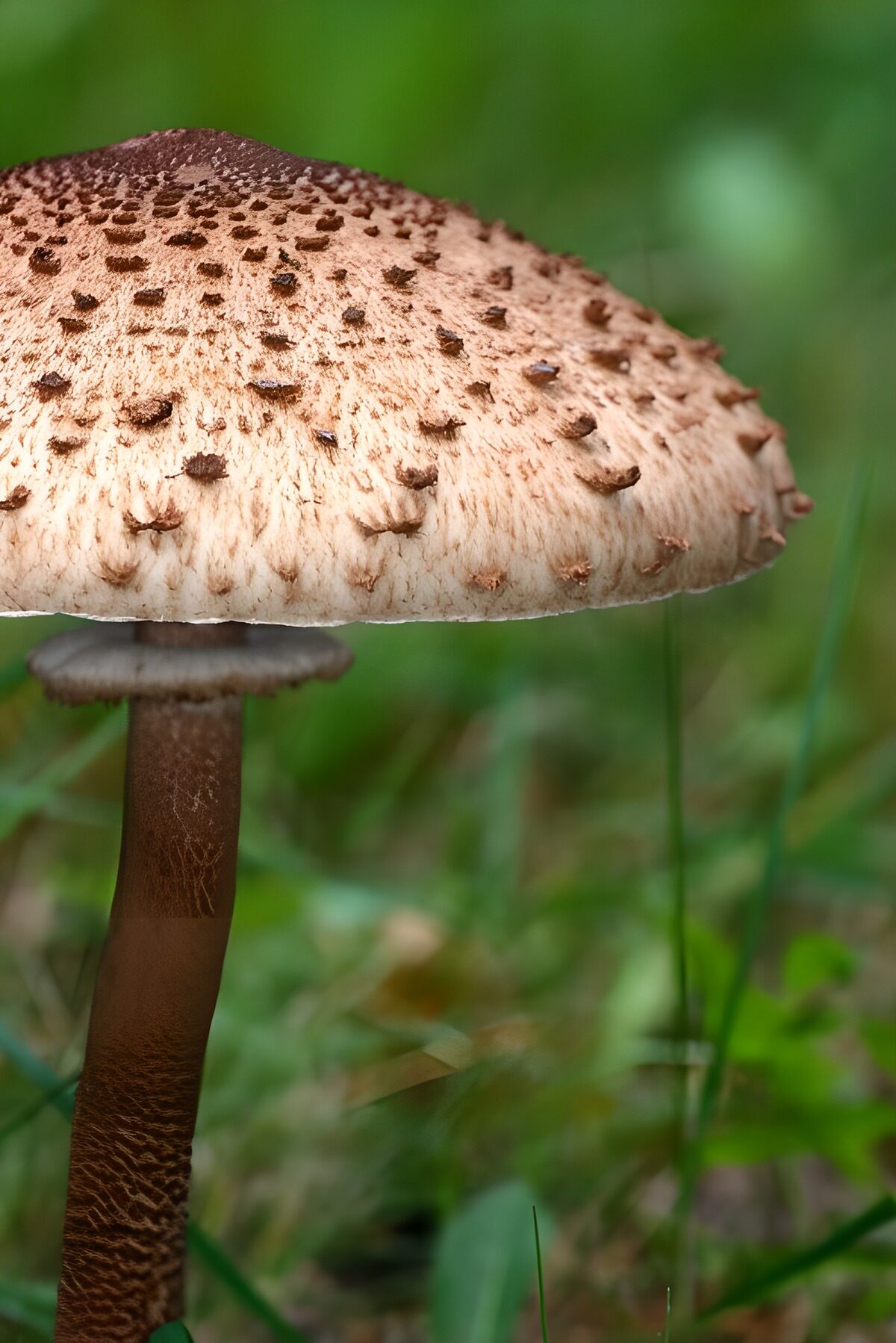 Scaly mushroom against soft green