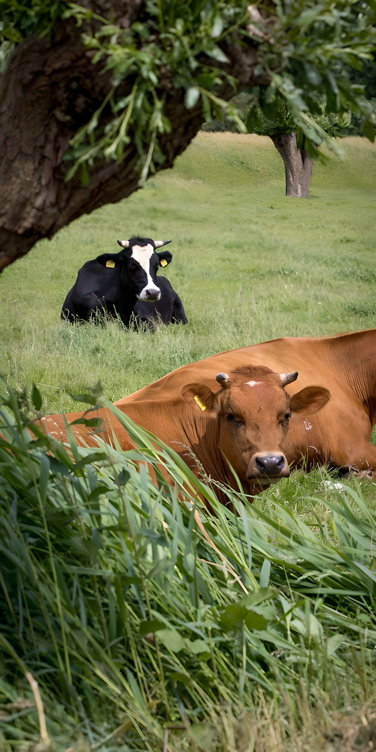 Two cows resting beneath leafy trees