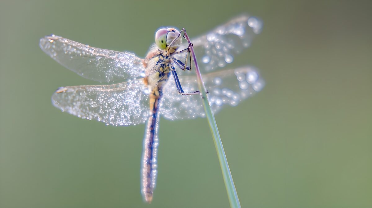 Water-beaded dragonfly on a grass stem