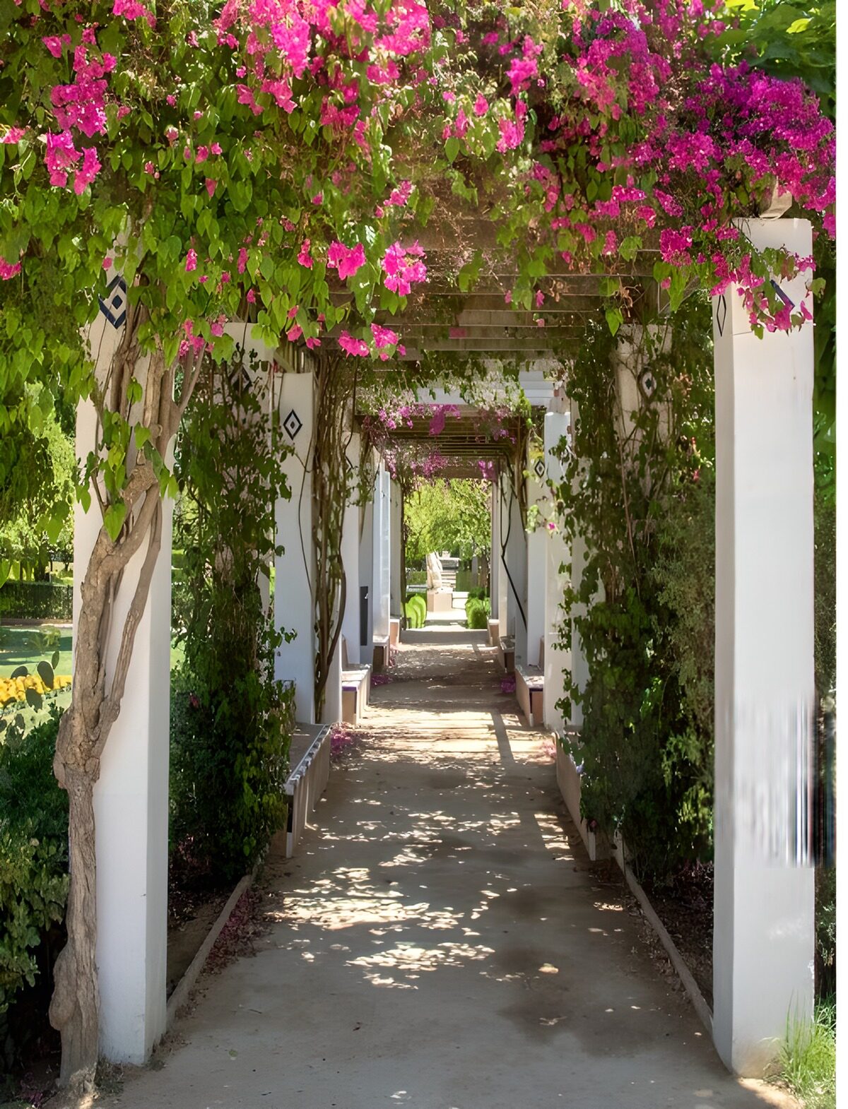 Beneath a sky of bougainvillea