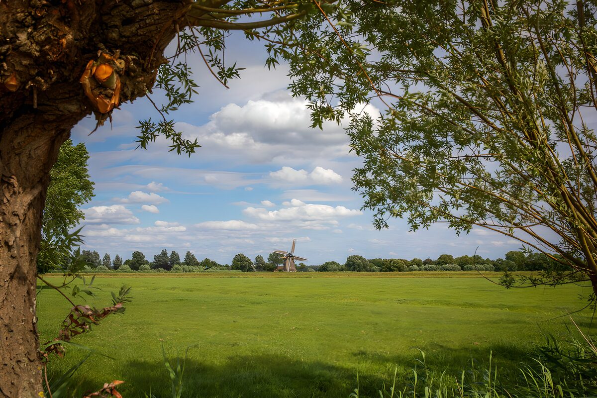 Windmill across a sunlit meadow