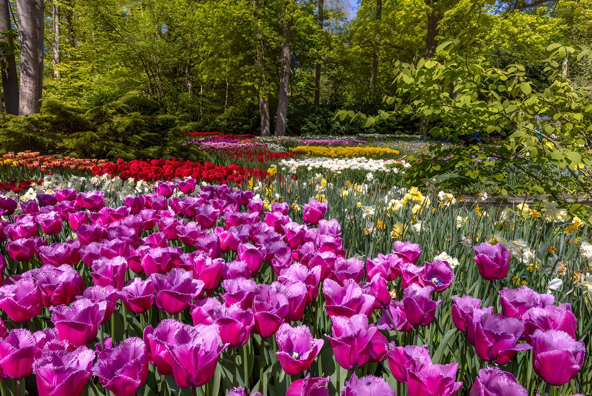 Sunlit tulips and daffodils