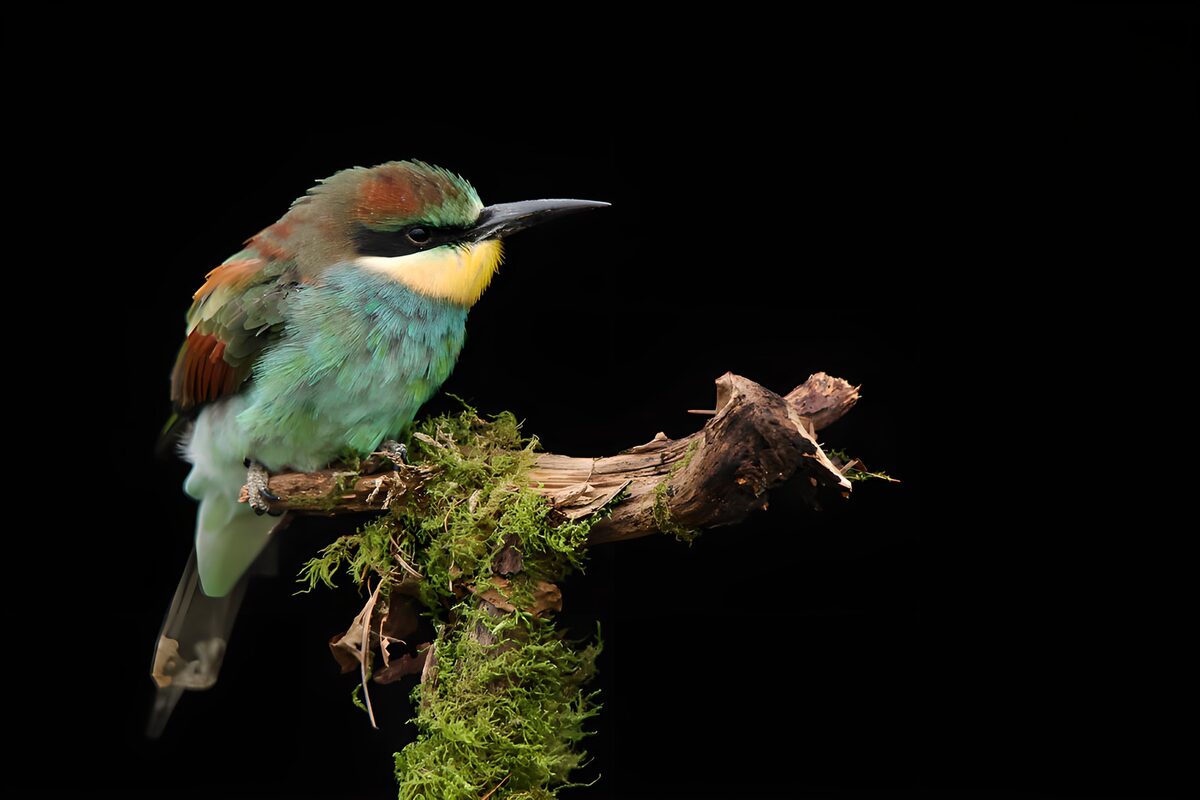 European bee-eater on a mossy branch