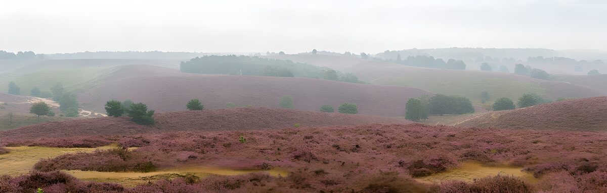 Purple heather on misty rolling hills