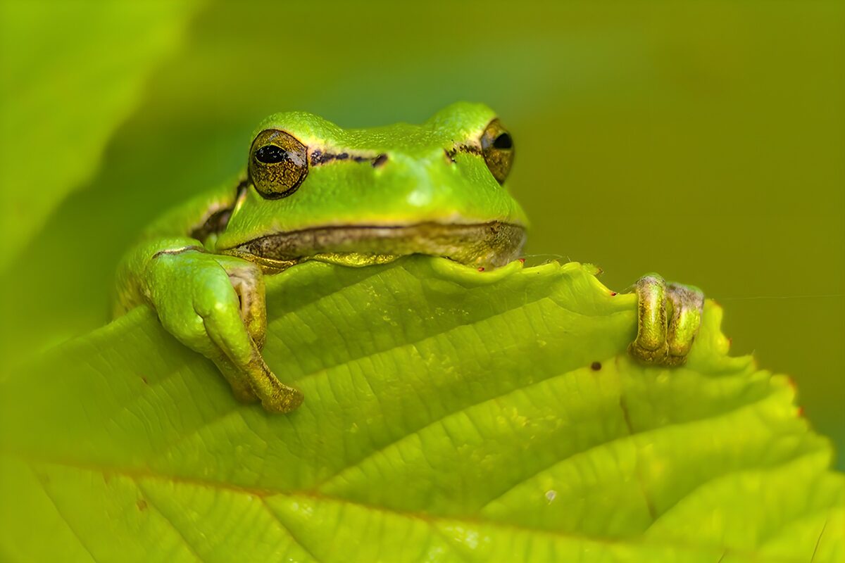 Green frog on a leaf in warm light