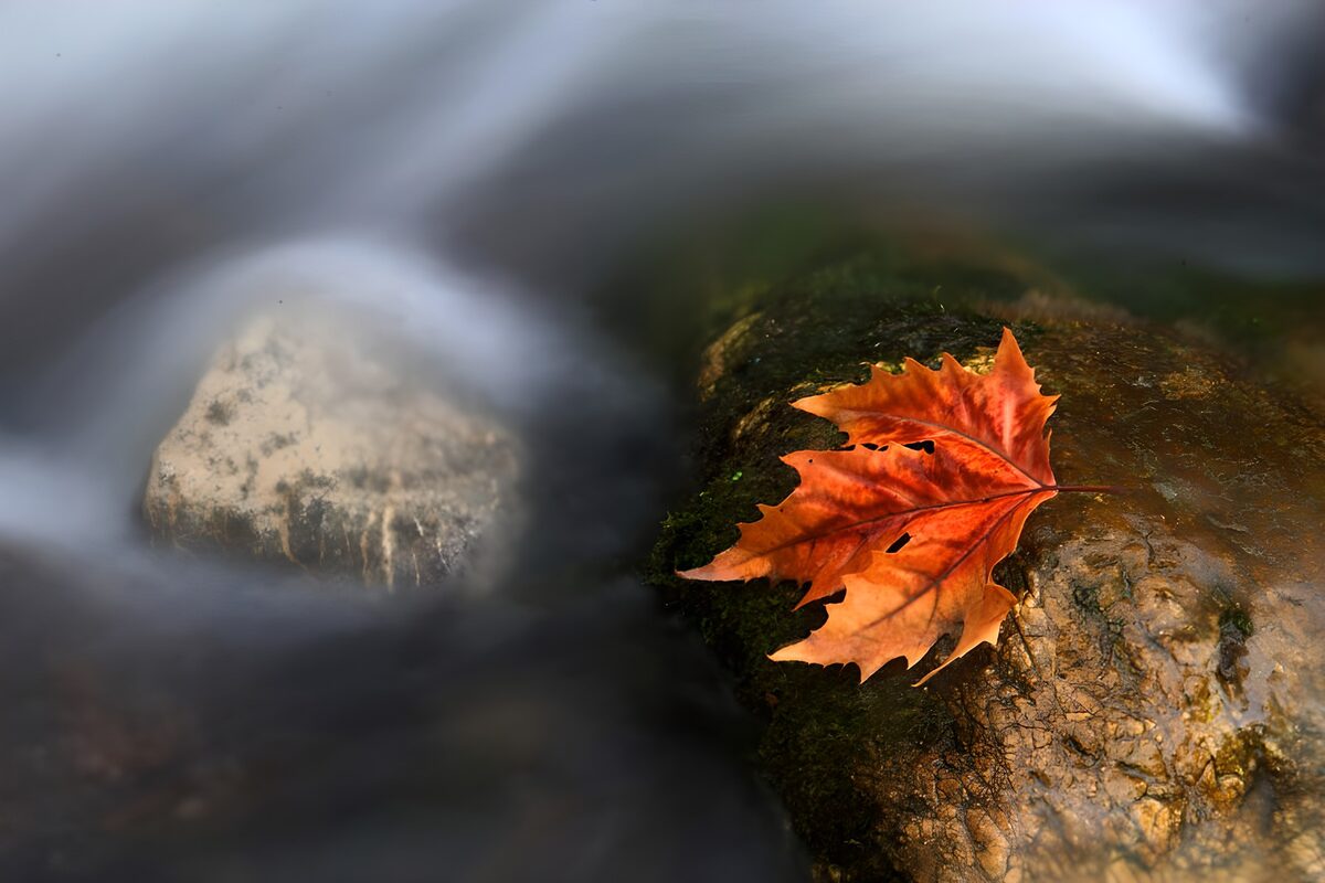 Orange-red maple leaf on a mossy rock