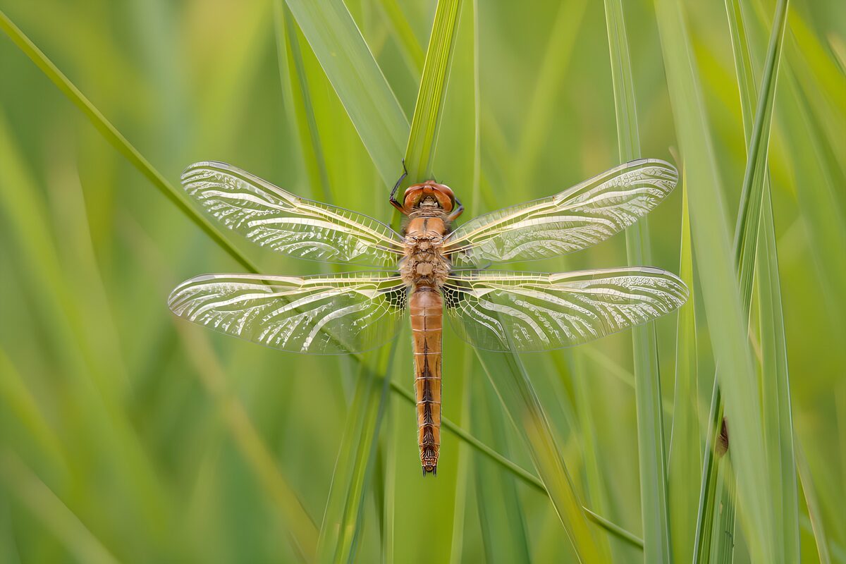 Brown dragonfly at rest in green grass