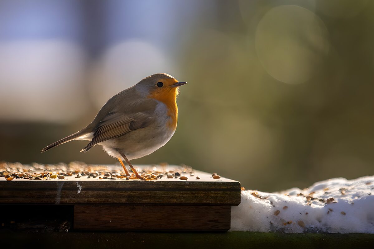 Robin on a sunlit winter feeder