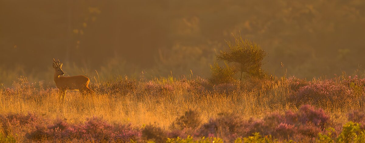 Roe deer in golden light