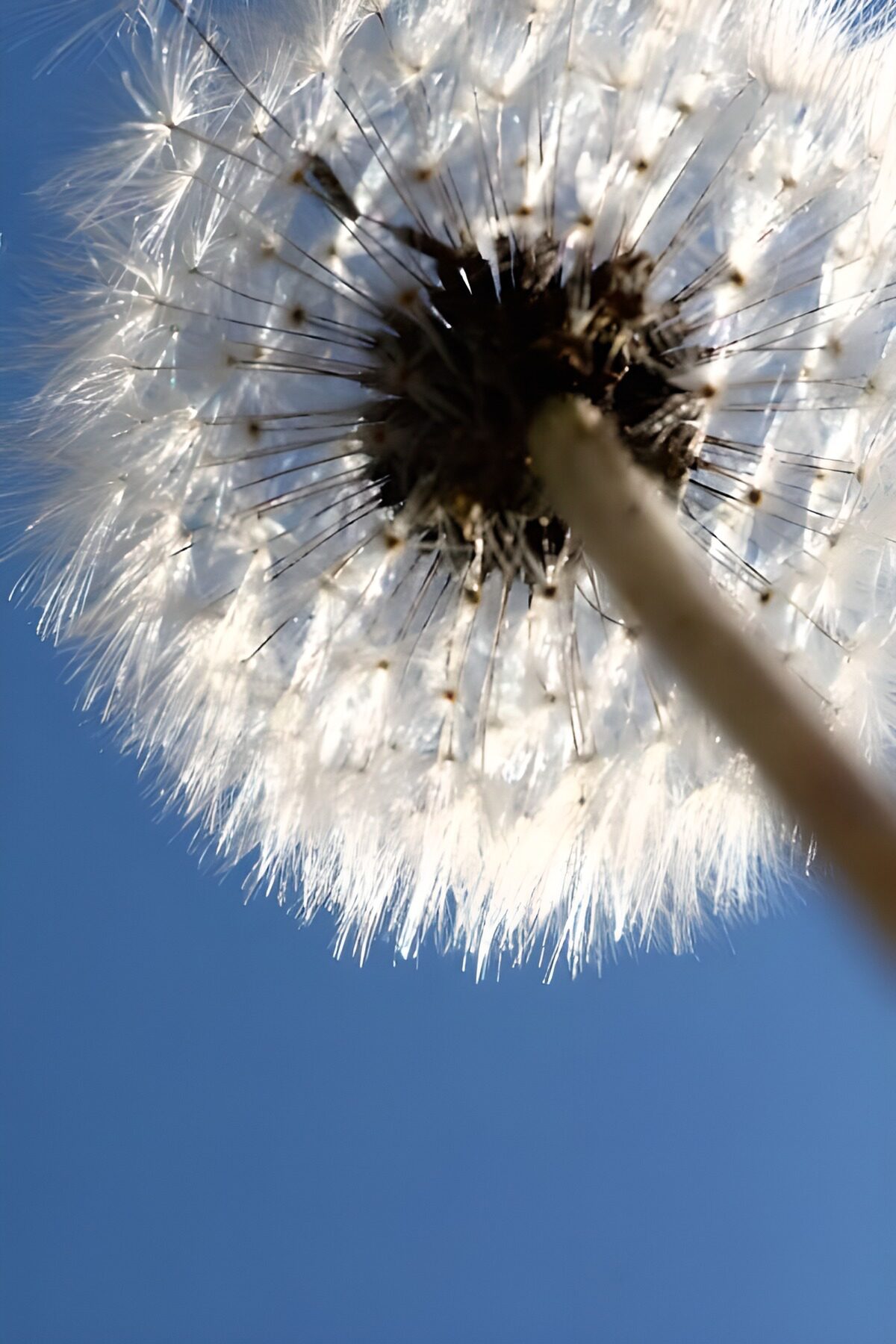 Dandelion seed head in the sunshine