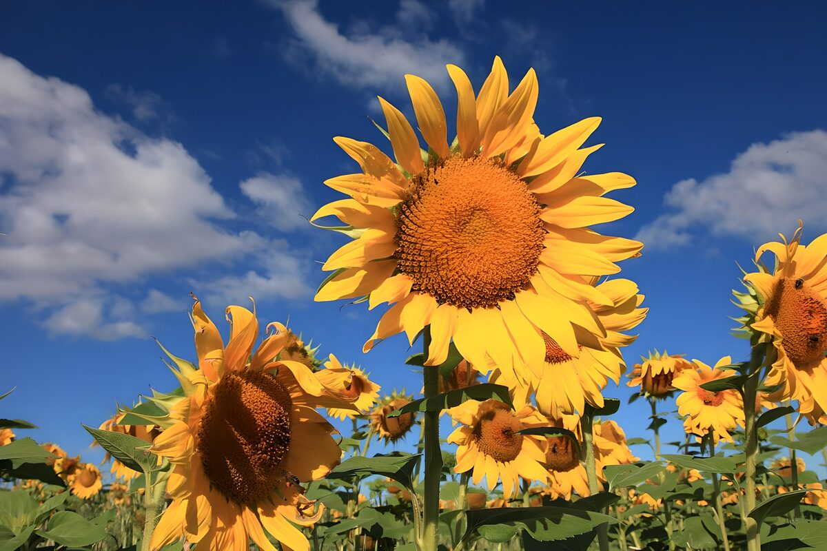 Sunflowers reaching into summer