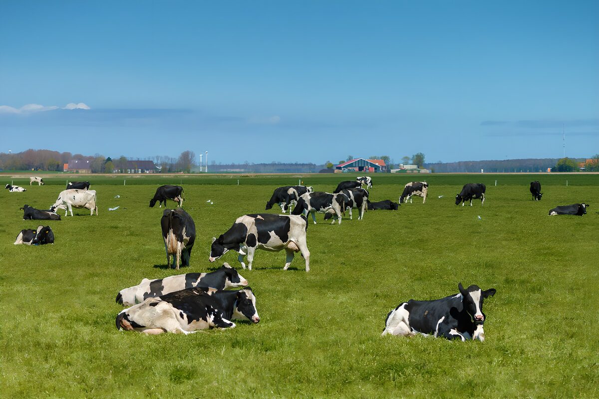 Cows beneath a wide blue sky