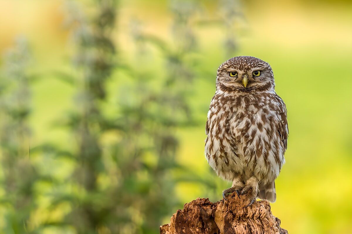 Watchful little owl on a tree stump